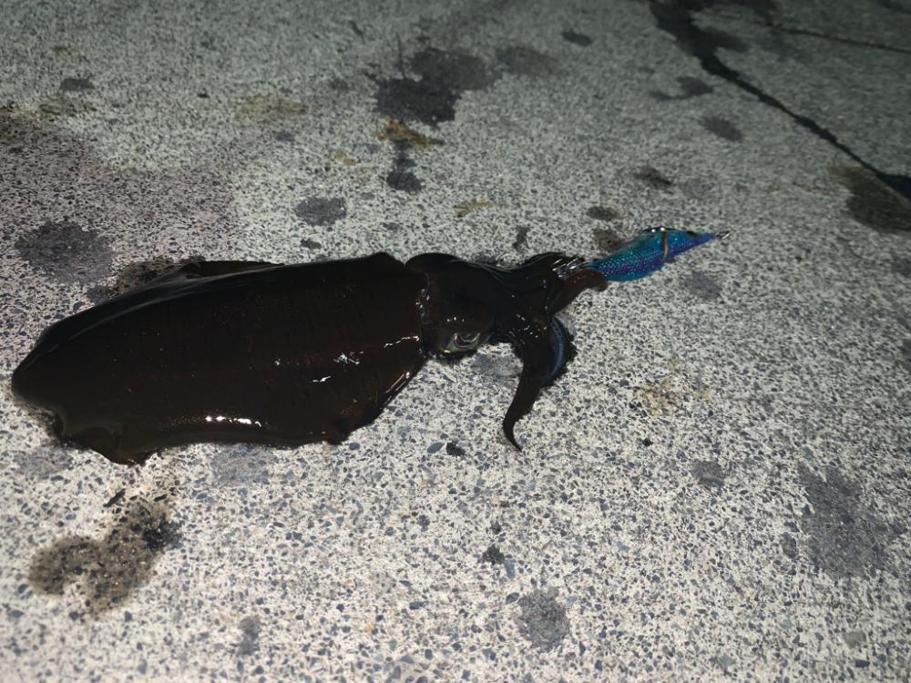 台風明けの新子調査