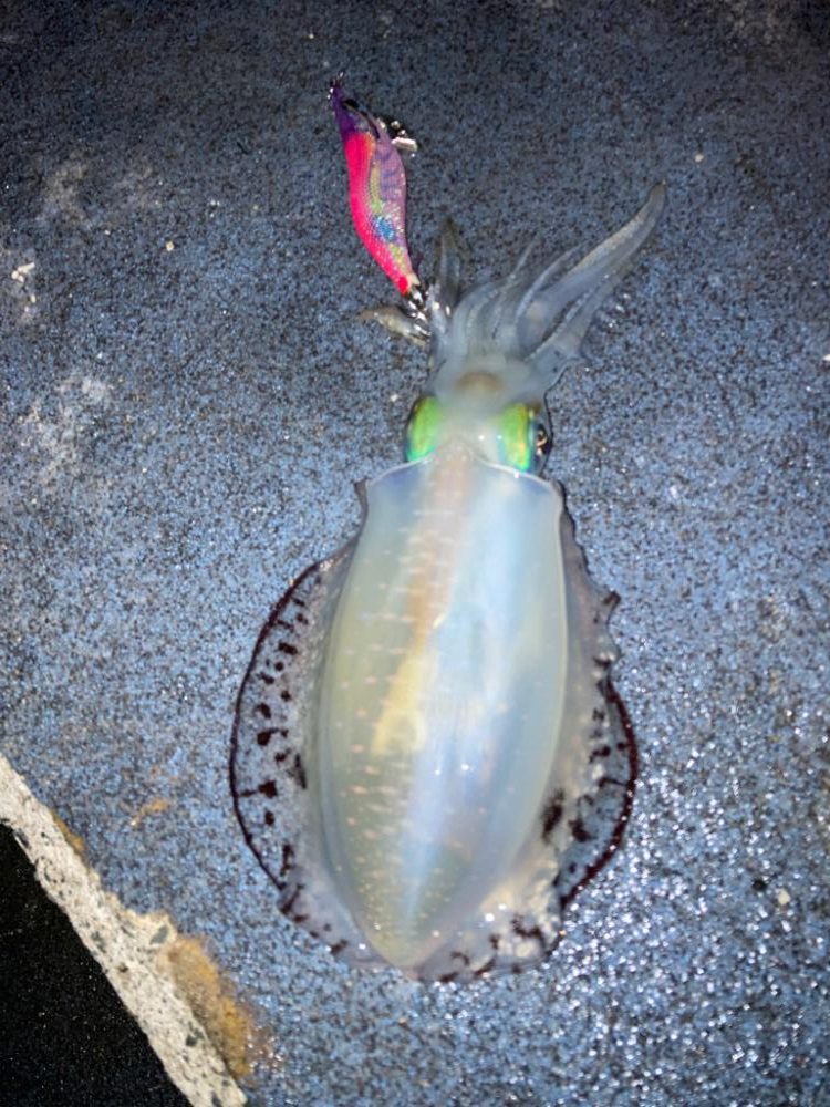 ナイトエギング短時間勝負