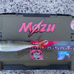 釣り友さんがハマったから