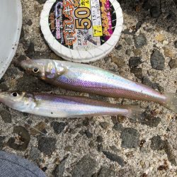 泉南キス　シーズン下降気味でも∞キス