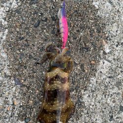 変わらず好調、日本海エギング