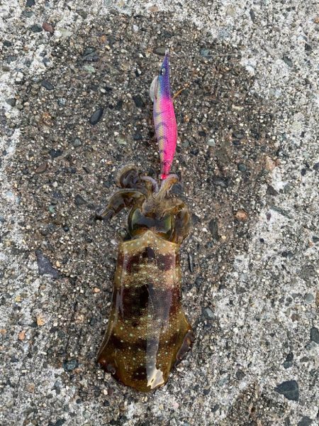 変わらず好調、日本海エギング