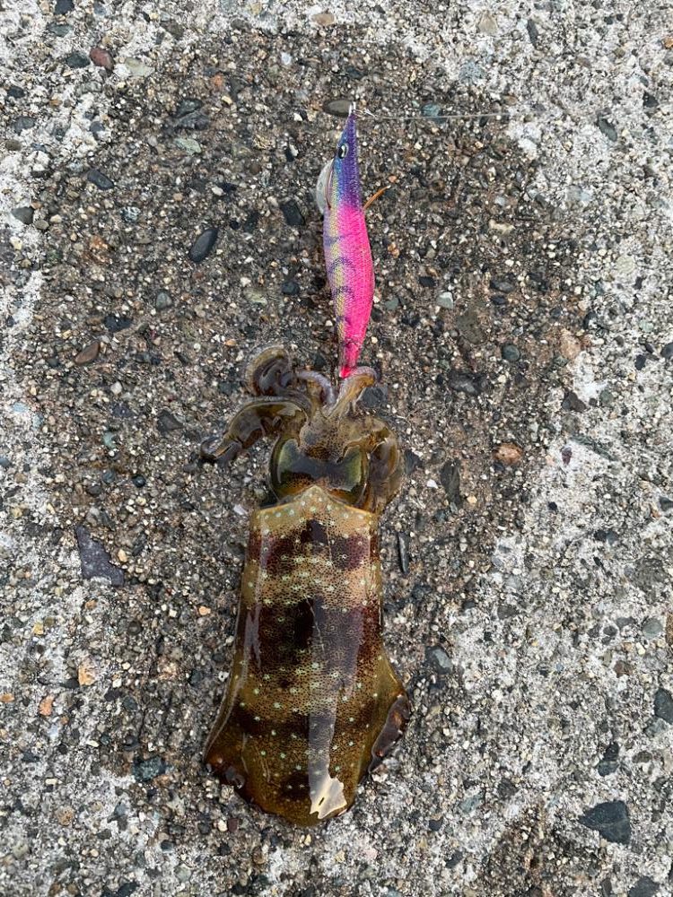 変わらず好調、日本海エギング