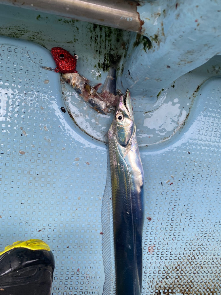 太刀魚　純栄丸