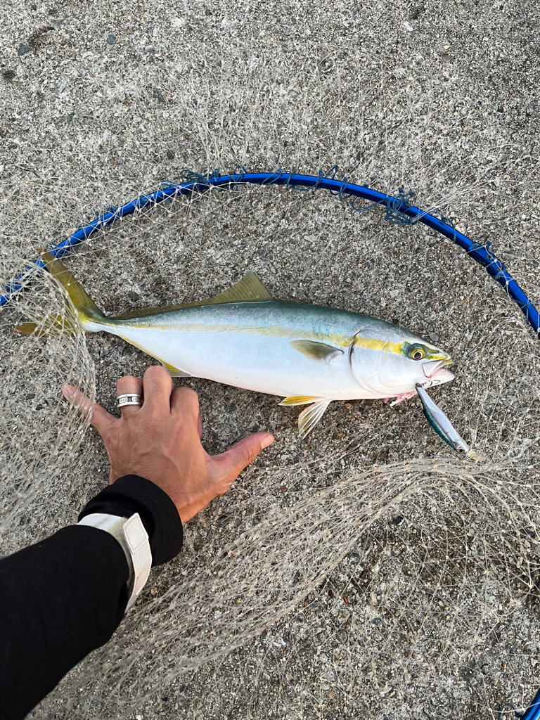 神明、青太刀イカ狙い