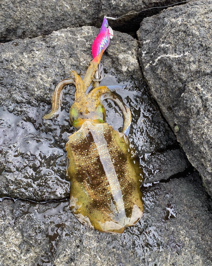 日本海アオリイカ