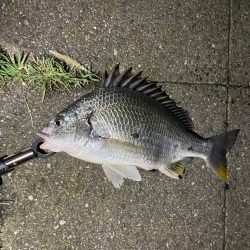 雨上がりキビレ隊