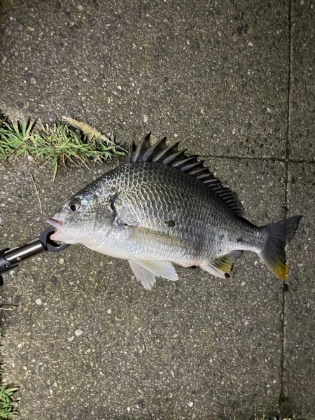 雨上がりキビレ隊
