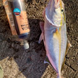 ライトショアジギング