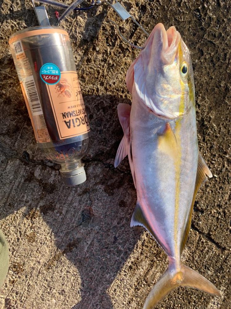 ライトショアジギング