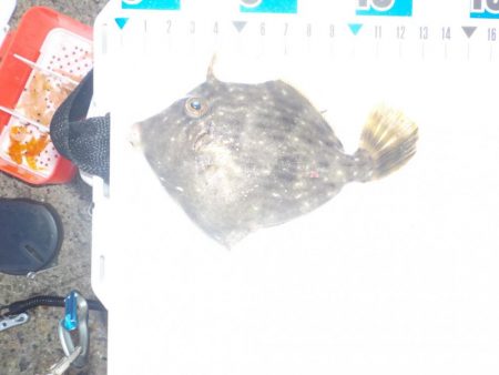 餌取りの犯人は？