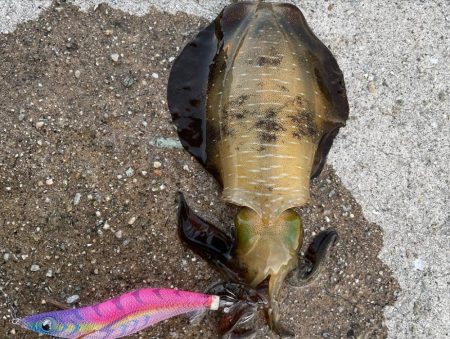 太刀魚狙いでいっぱい。