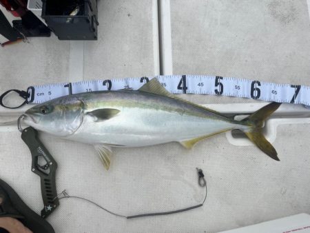 東京湾オフショア