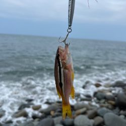 40upキジハタを狙え