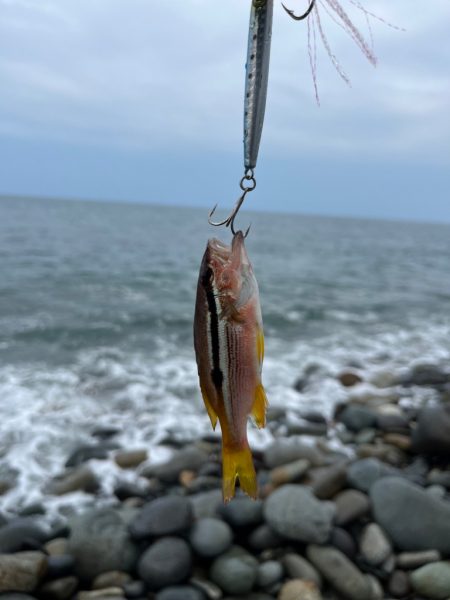 40upキジハタを狙え