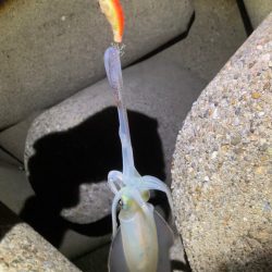 台風前エギング(^｡^)