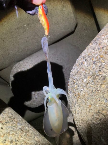 台風前エギング(^｡^)