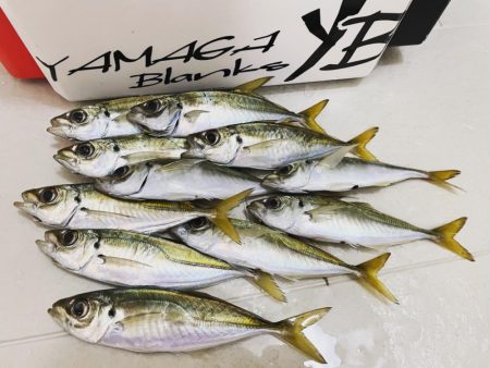 朝マヅメが遅れてる