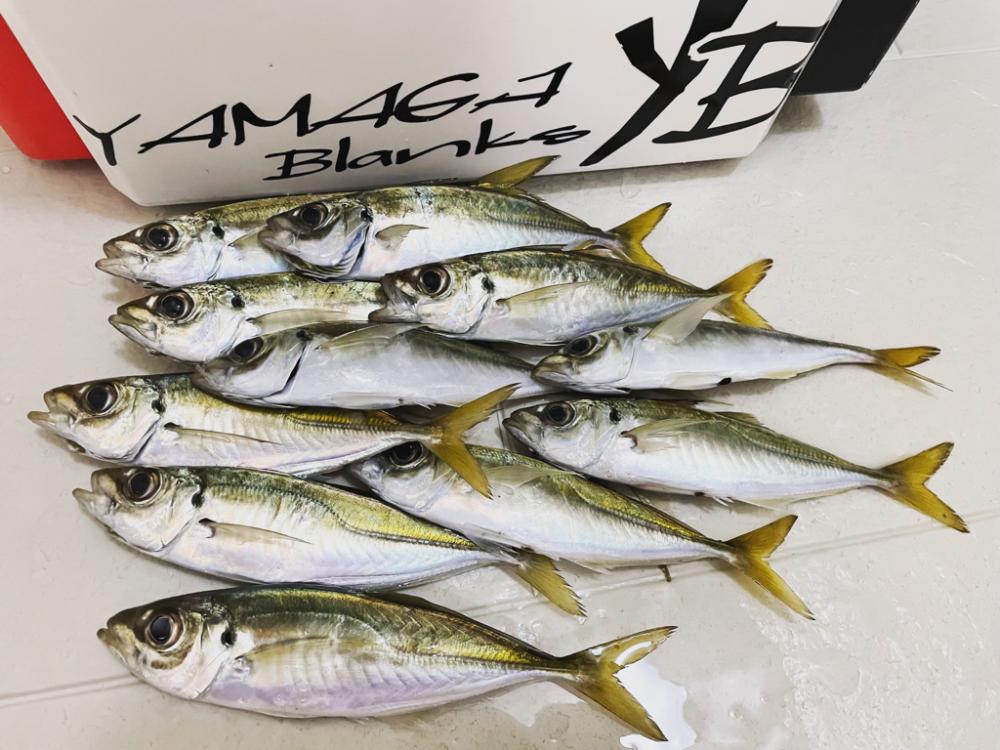 朝マヅメが遅れてる