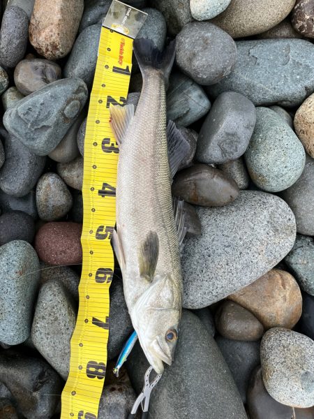 独眼竜海黒鱒あらわる