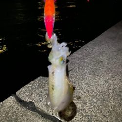 仕事帰りエギング