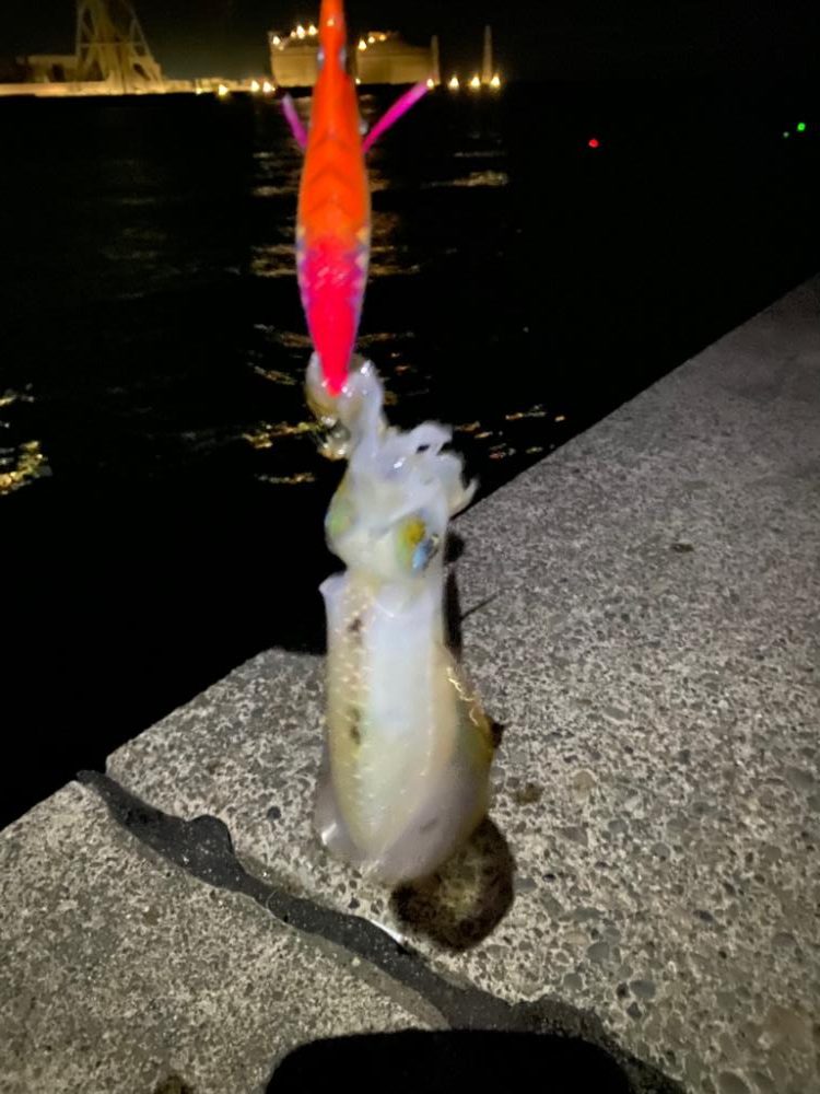 仕事帰りエギング