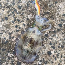 今年2回目エギング