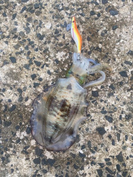 今年2回目エギング