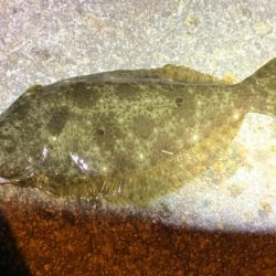 世にも奇妙なアジング