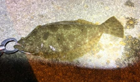 世にも奇妙なアジング