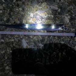 青物釣りたいんだが