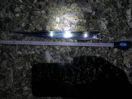 青物釣りたいんだが