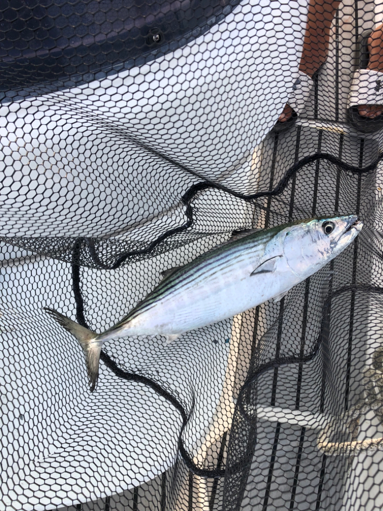 渋いながらハガツオが釣れました🐟