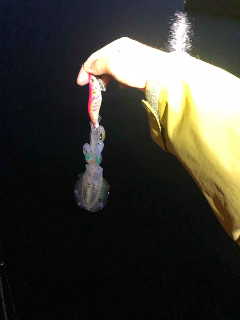 【秋イカ好調】京丹後〜伊根湾