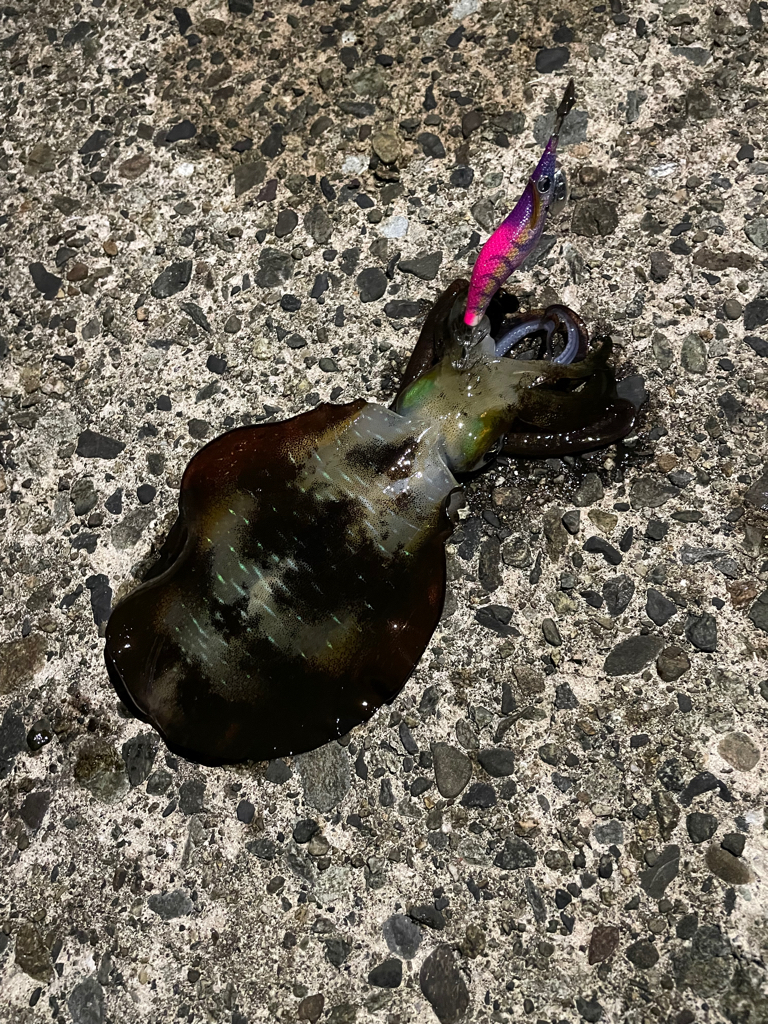 今年初エギング