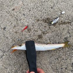 ジグサビキでカマス！