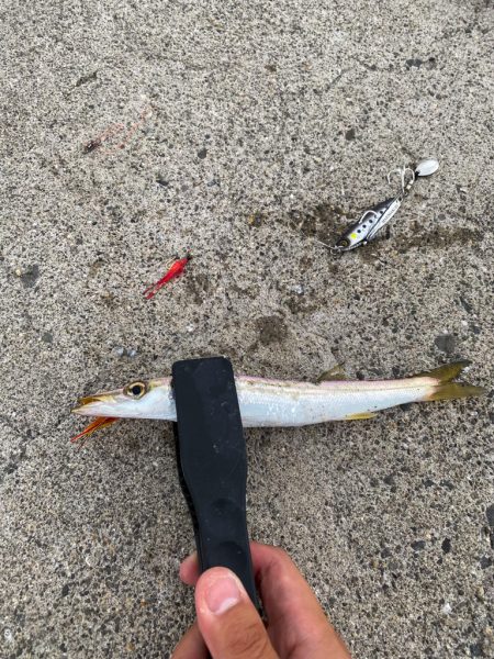 ジグサビキでカマス！