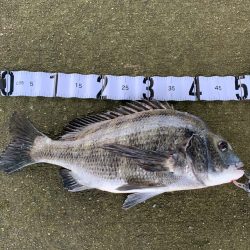 雨後の朝マヅメ釣行