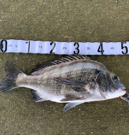 雨後の朝マヅメ釣行