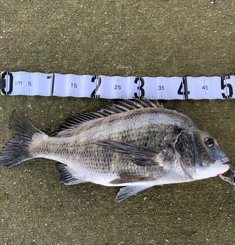 雨後の朝マヅメ釣行