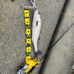 河川シーバスを求めて