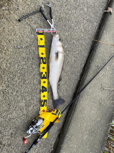 河川シーバスを求めて