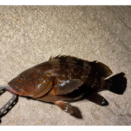 湾奥ライトゲーム！