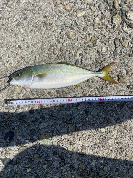 ツバス1本だけ…