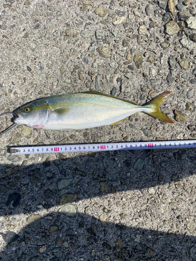 ツバス1本だけ…