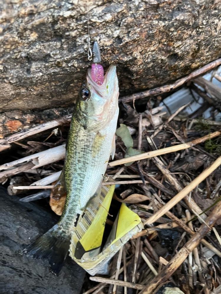 琵琶湖、朝の散歩