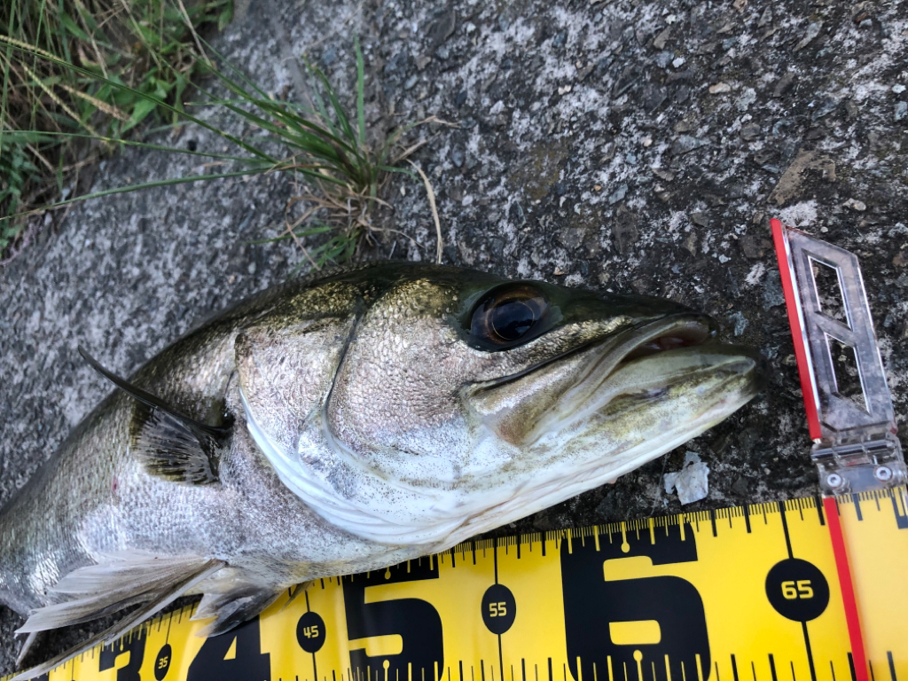 シーバスフィシング