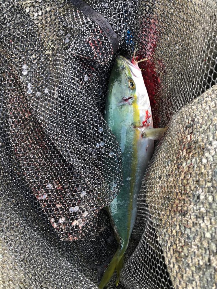 朝の短時間釣行