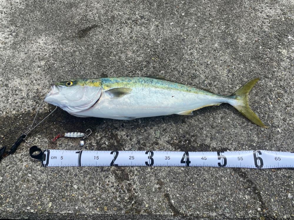 2日連続メジロキャッチ!