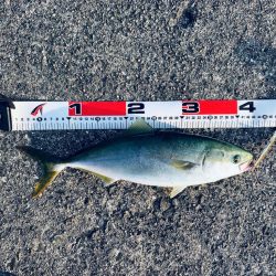 サバ祭りでした。